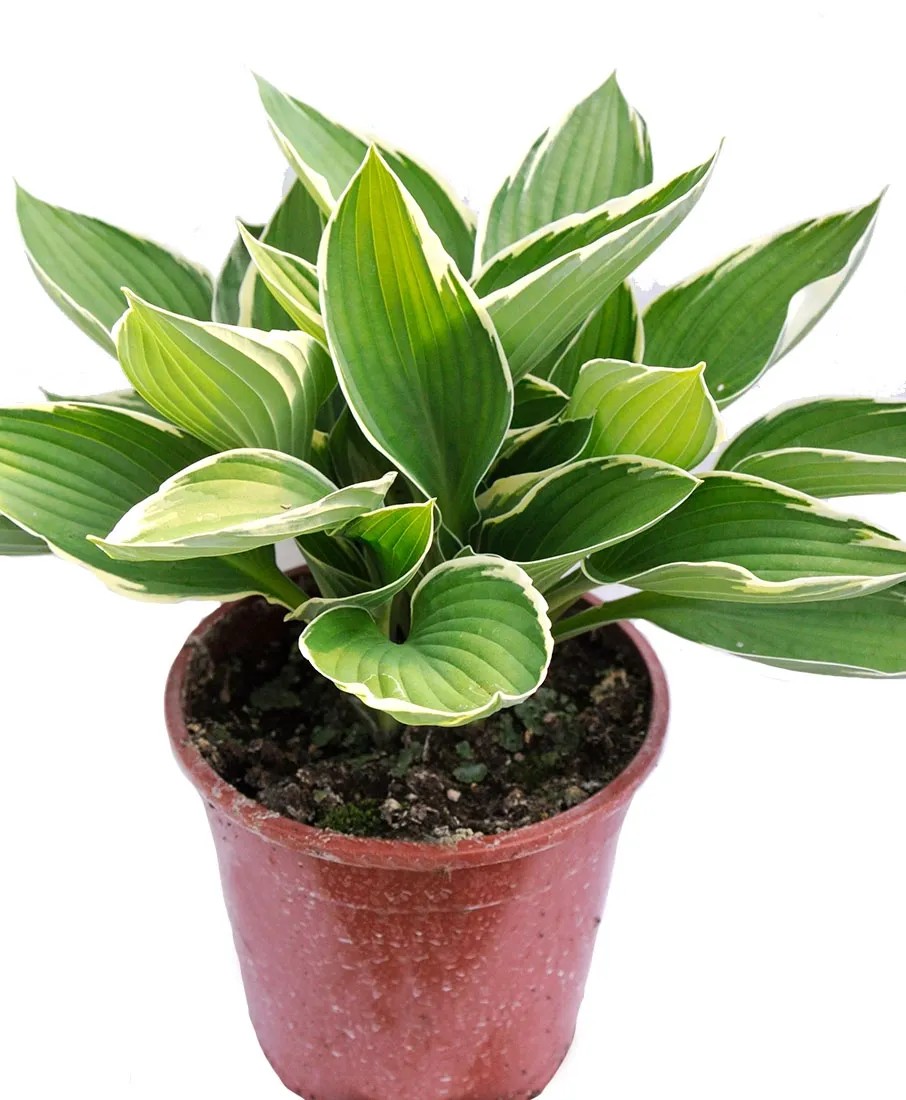 Funkia (Hosta) - don. 17 cm Funkia (Hosta) - don. 17 cm