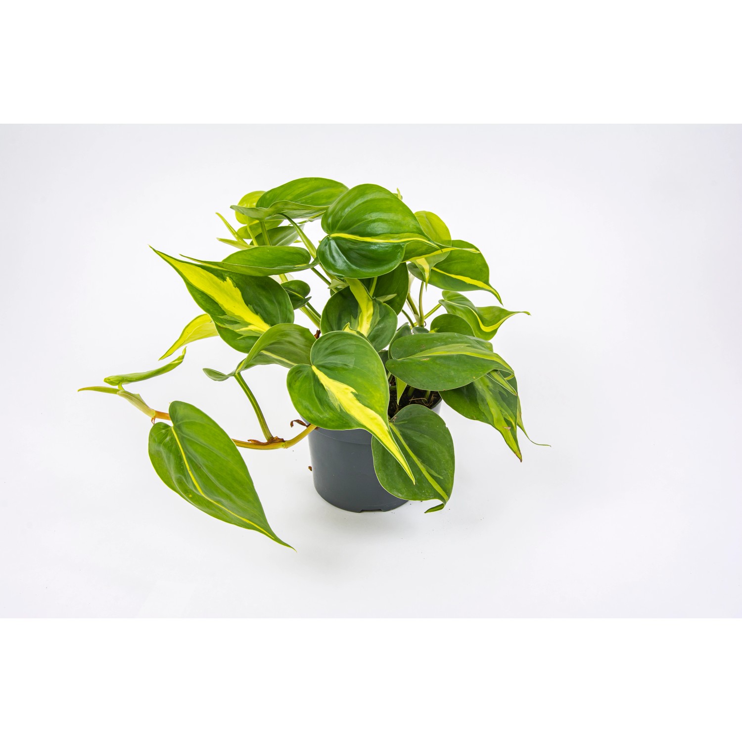 Filodendron Pn Cy Philodendron Scandens Brasil Don Cm Kupuj W Obi