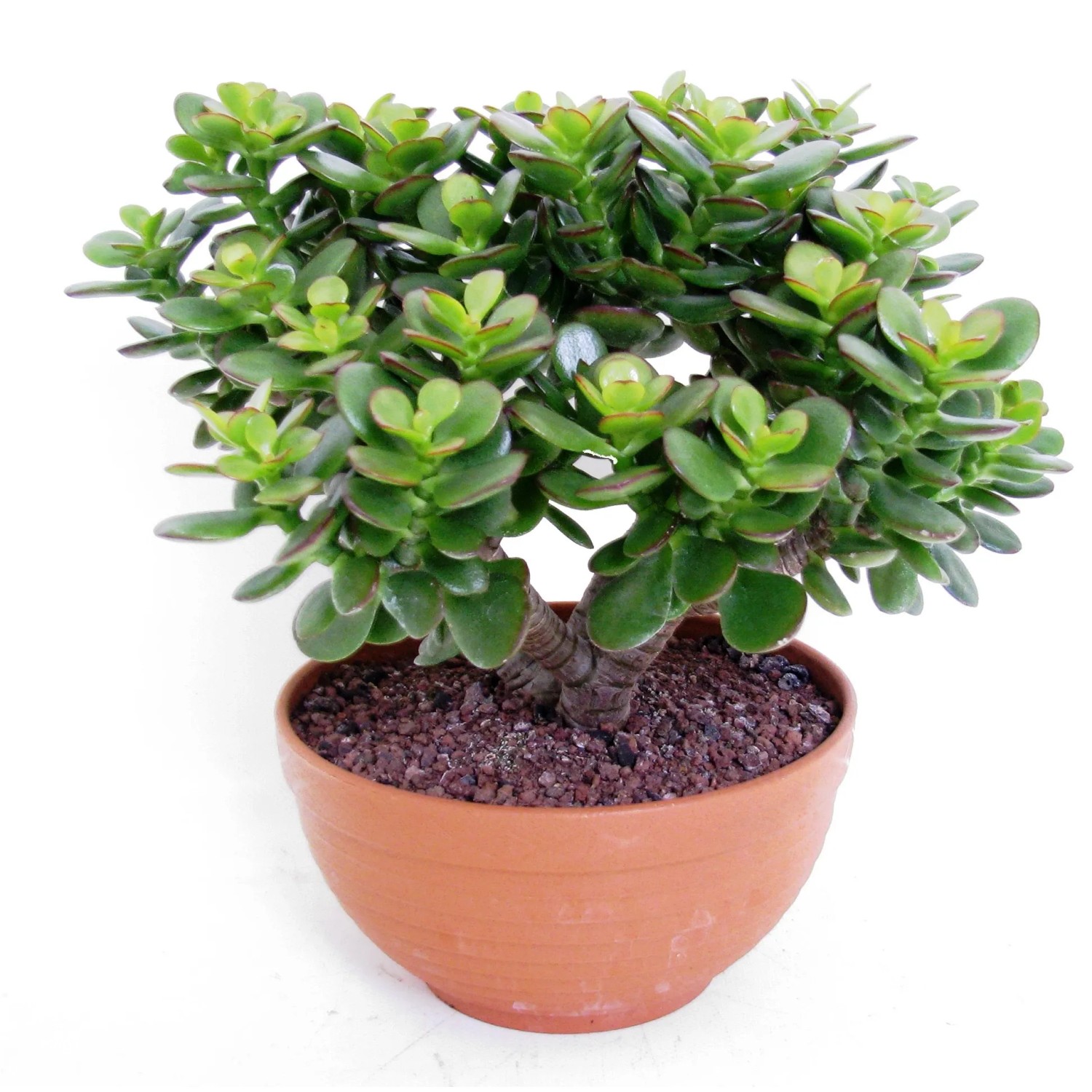 Drzewko szczęścia, grubosz, misa 17cm (Crassula sp.) Drzewko szczęścia, grubosz, misa 17cm (Crassula sp.)