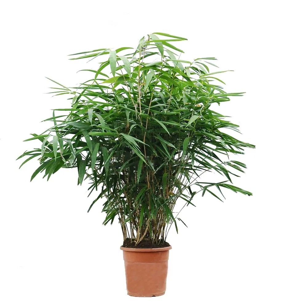 Bambus (Pseudosasa Japonica) - don. 24 cm Bambus (Pseudosasa Japonica) - don. 24 cm