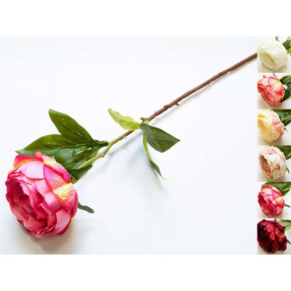 Peonia pojedyncza - 67 cm Peonia pojedyncza - 67 cm