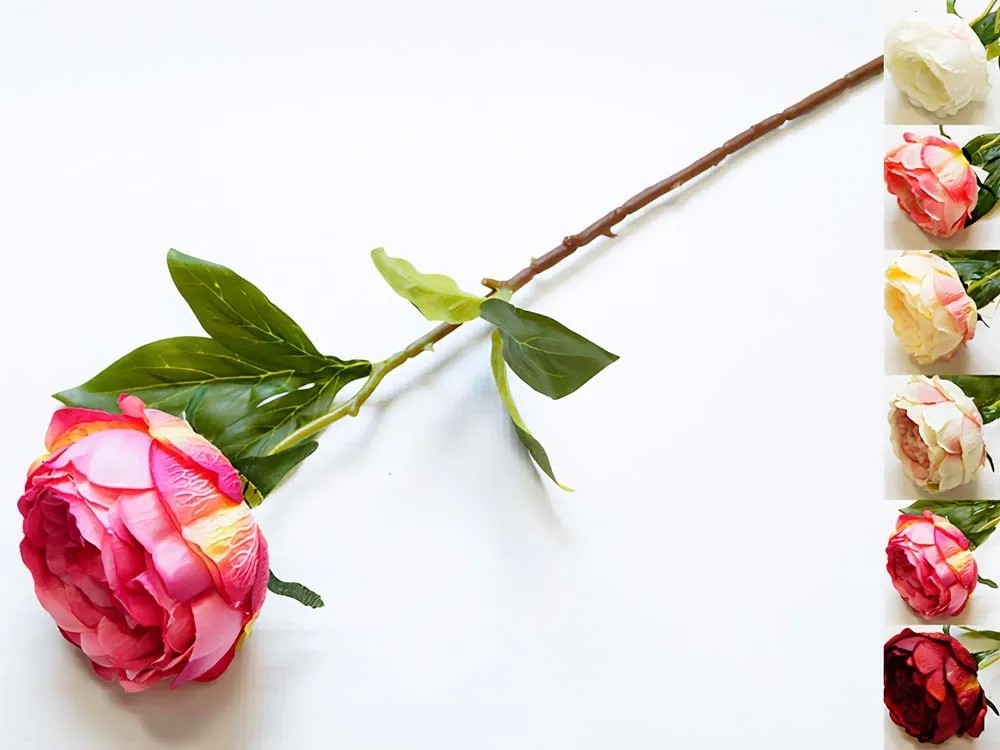 Peonia pojedyncza - 67 cm Peonia pojedyncza - 67 cm