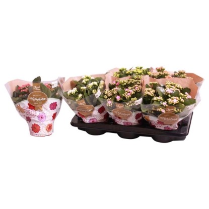 Żyworódka (Kalanchoe Rosalina) - don. 15 cm Żyworódka (Kalanchoe Rosalina) - don. 15 cm