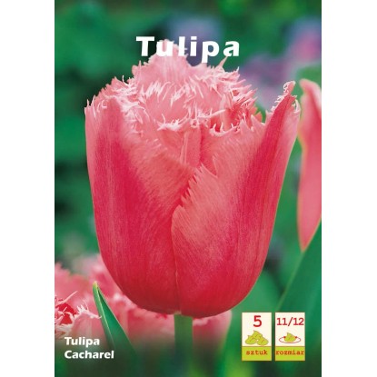 Tulipan Cacharel 5szt Tulipan Cacharel 5szt
