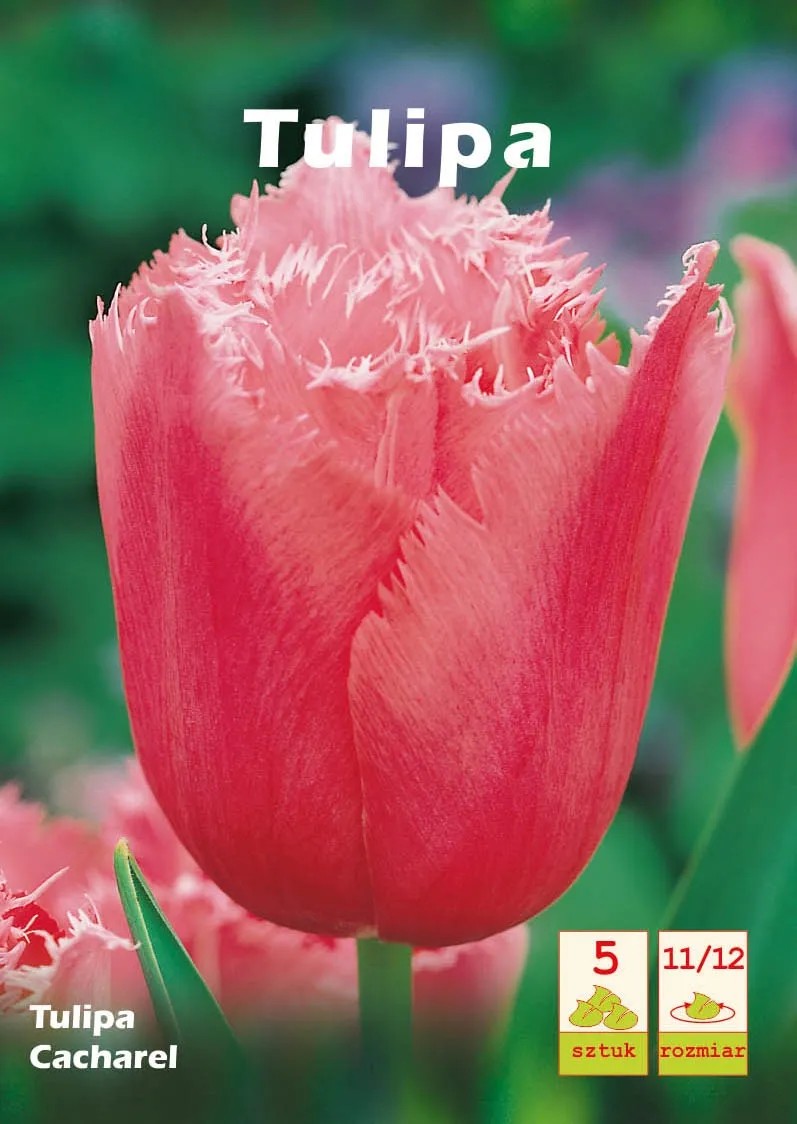 Tulipan Cacharel 5szt Tulipan Cacharel 5szt