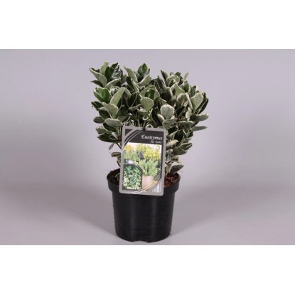 Trzmielina (Euonymus Japonicus) mix wys. 20-25cm don. 15cm Trzmielina (Euonymus Japonicus) mix wys. 20-25cm don. 15cm