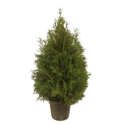 Tuja (Thuja) Szmaragd ukorzeniona don. 3 l Tuja (Thuja) Szmaragd ukorzeniona don. 3 l