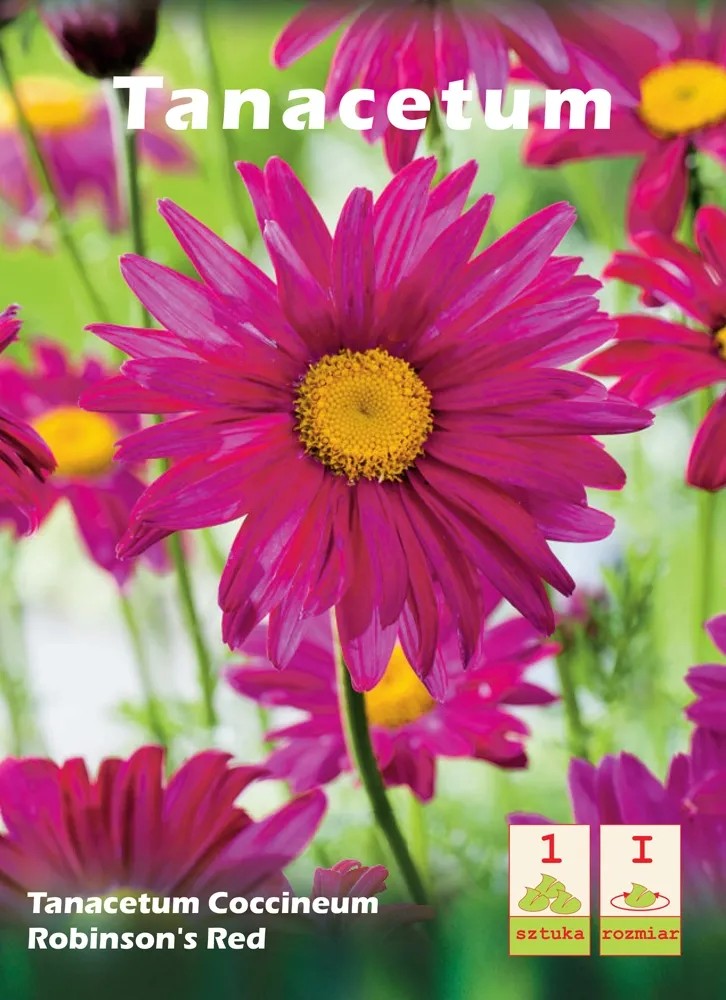Złocień Tanacetum coccineum Robinsons red Złocień Tanacetum coccineum Robinsons red