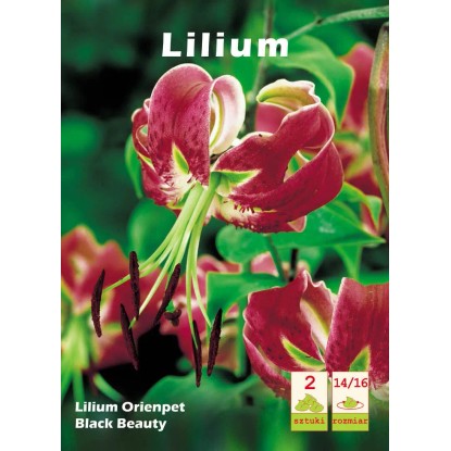 Lilia Black Beauty 2 szt. Lilia Black Beauty 2 szt.