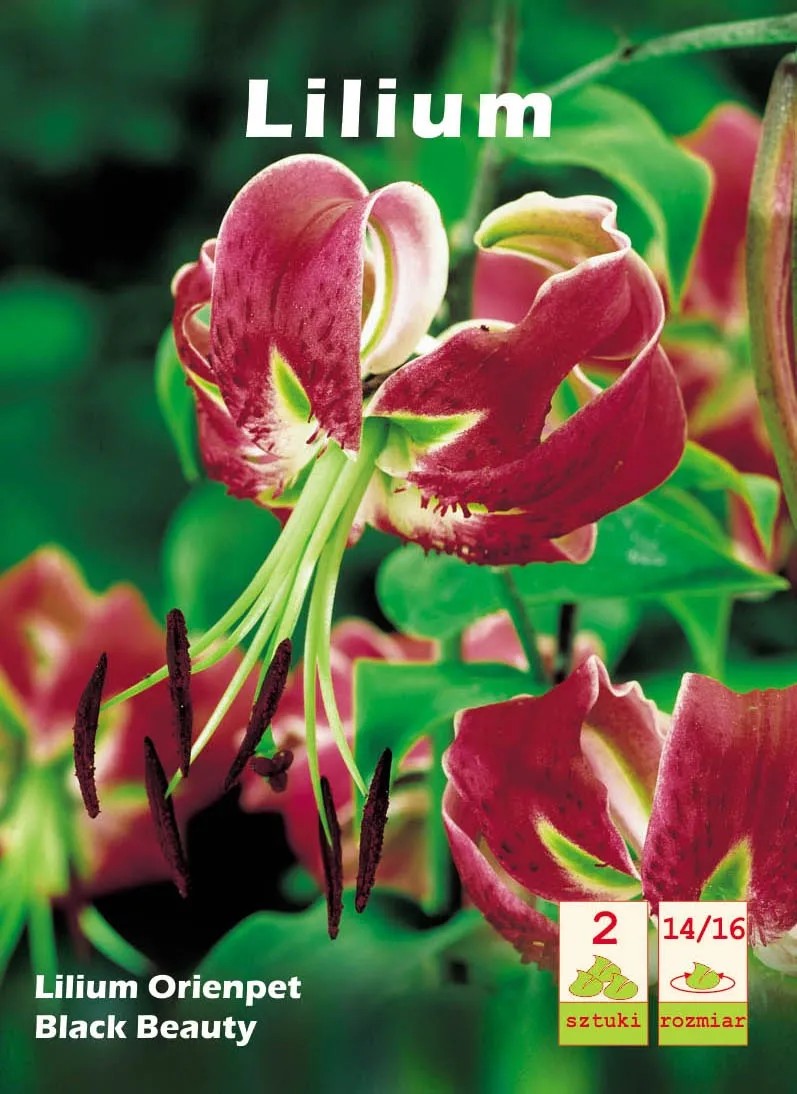 Lilia Black Beauty 2 szt. Lilia Black Beauty 2 szt.