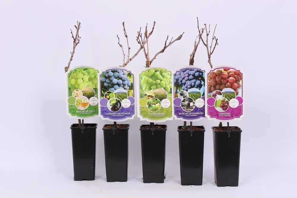 Winorośl (Vitis) mix don. 15cm Winorośl (Vitis) mix don. 15cm