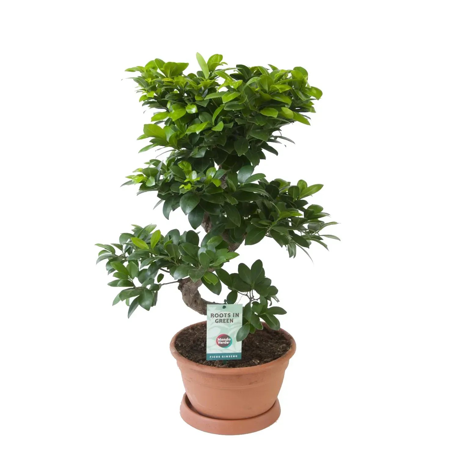 Fikus Ginseng typ S (Ficus microcarpa) - don. 27 cm Fikus Ginseng typ S (Ficus microcarpa) - don. 27 cm