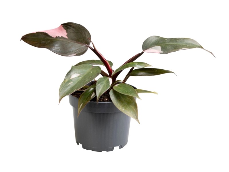 Filodendron Philodendron Pink Princess Don Cm Kupuj W Obi