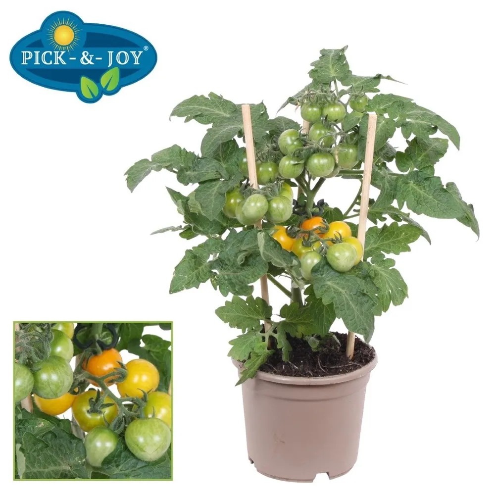 Sadzonka pomidorków yellow P&J wys. 30cm don. 12cm Sadzonka pomidorków yellow P&J wys. 30cm don. 12cm