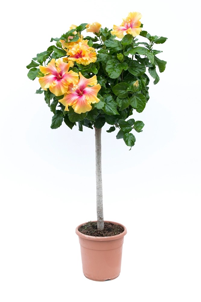 Hibiscus róża chińska wys 60 80 cm don 10l kupuj w OBI