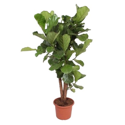 Fikus (Ficus Lyrata Rozgal) - wys. ok. 210 cm, don. 45 cm Fikus (Ficus Lyrata Rozgal) - wys. ok. 210 cm, don. 45 cm