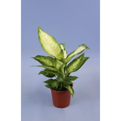 Difenbachia (Diffenbachia) Camilla - don. 12 cm Difenbachia (Diffenbachia) Camilla - don. 12 cm