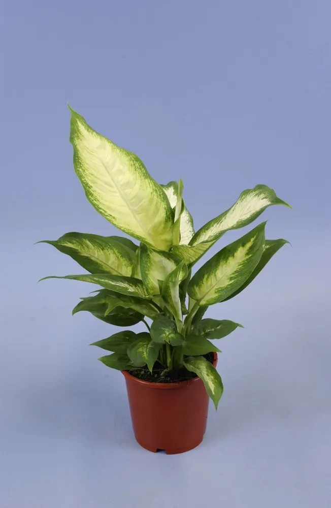 Difenbachia (Diffenbachia) Camilla - don. 12 cm Difenbachia (Diffenbachia) Camilla - don. 12 cm