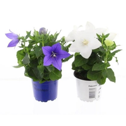 Rozwar wielkokwiatowy (Platycodon) wys. 18-25 cm don. 12 cm Rozwar wielkokwiatowy (Platycodon) wys. 18-25 cm don. 12 cm