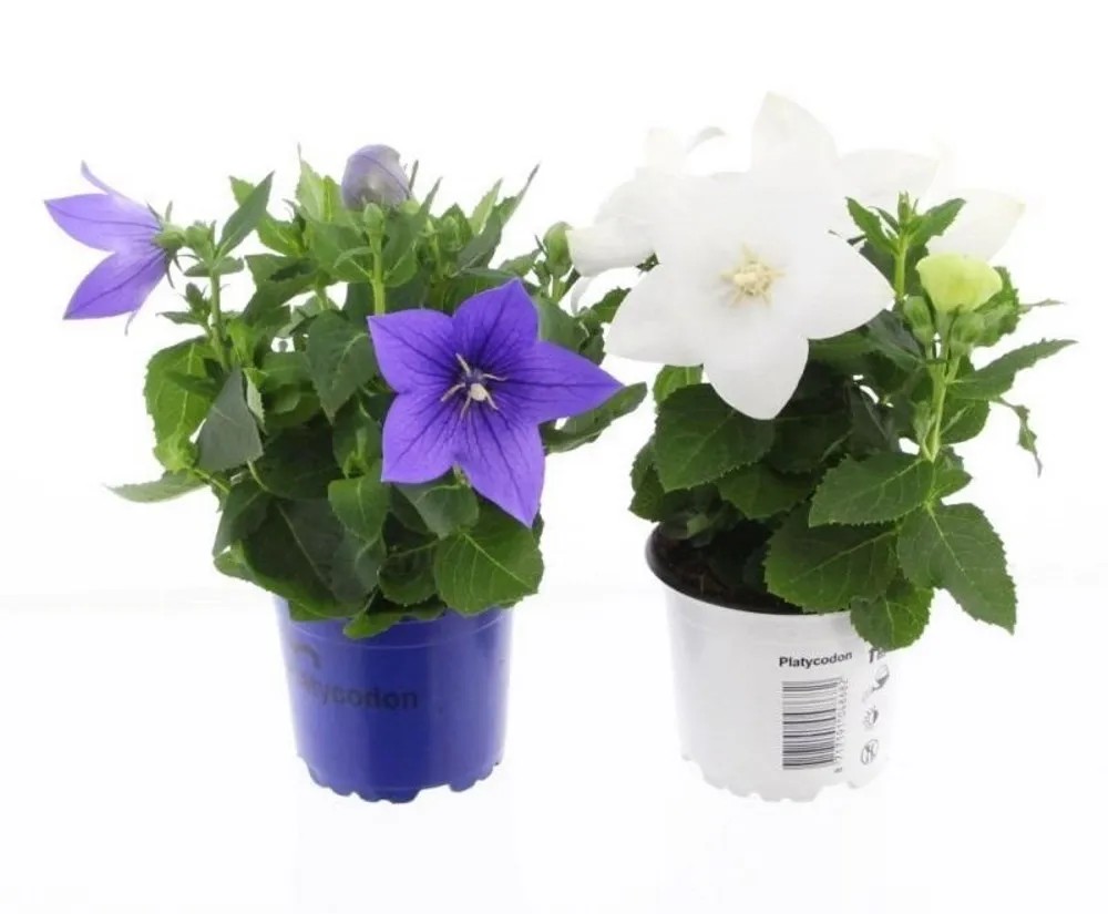 Rozwar wielkokwiatowy (Platycodon) wys. 18-25 cm don. 12 cm Rozwar wielkokwiatowy (Platycodon) wys. 18-25 cm don. 12 cm