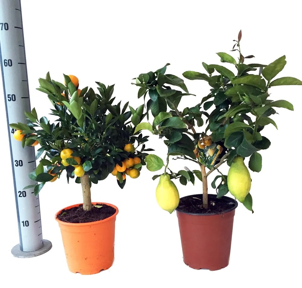Drzewko cytrusowe Citrus mix wys. 50cm 19cm Drzewko cytrusowe Citrus mix wys. 50cm 19cm