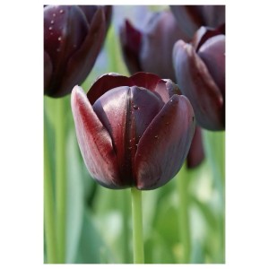 Zbliżenie prawie czarnego tulipana, kategoria cebulki kwiatowe.