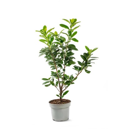 Laurowiśnia (Prunus laurocerasus) don. 9 cm