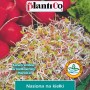 Nasiona na kiełki rzodkiewki, idealne do uprawy w słoiku.