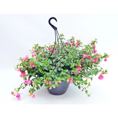 4Flower Fuksja mix, w doniczce wiszącej 25cm