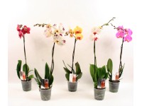 Falenopsis - Ćmówka - Storczyk  (Phalaenopsis sp.) 1 pęd 3-5 kwiatów wys. 35-55c