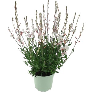 Gaura Lindheimera mix don. 17 cm