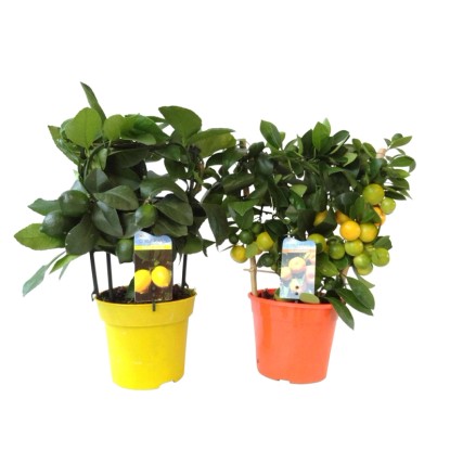 Drzewko cytrusowe Citrus mix wys. 25cm 12cm