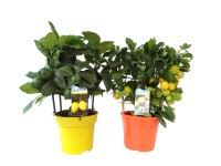 Drzewko cytrusowe Citrus mix wys. 25cm 12cm