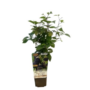 Młoda sadzonka jeżyny bezkolcowej 'Triple Crown' w doniczce, idealna do ogrodu.