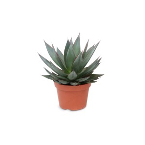 Sukulenty w doniczce, agawa z niebiesko-zielonymi liśćmi i czerwonymi brzegami.