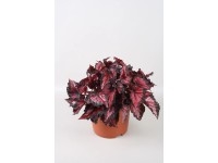 Begonia (Begonia) Inca Night - don. 17 cm