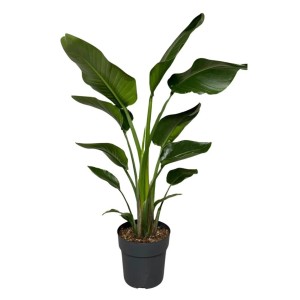 Duża, zielona roślina doniczkowa (t.b.t.) w doniczce. Ozdobne liście.