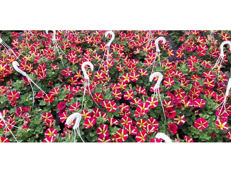 Obi Petunia () Obi Petunia