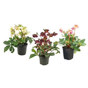 Trzy kwitnące rośliny t.b.t. w doniczkach z kwiatami w kolorze białym, czerwonym i różowym.