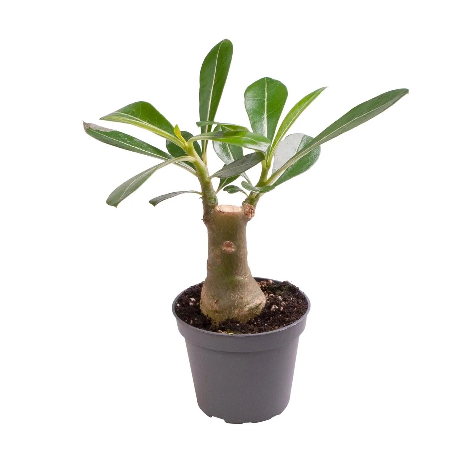 Adenium arabskie (Adenium Obesum) don. 6 cm kupuj w OBI