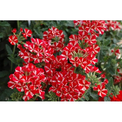 Werbena Temari don.10 cm