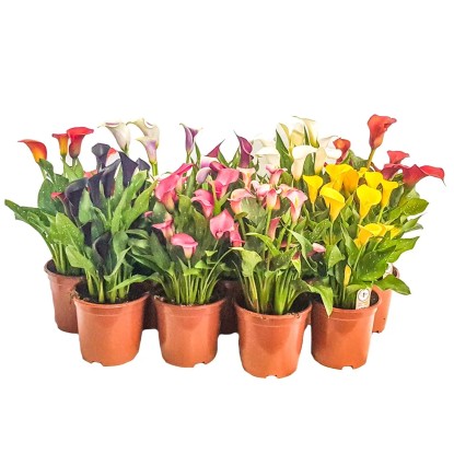 Zantadesia kallaa wys. 35 cm, don. 19 cm