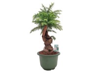 Araukaria wyniosła (Araucaria Cunninghamii) don. 27 cm
