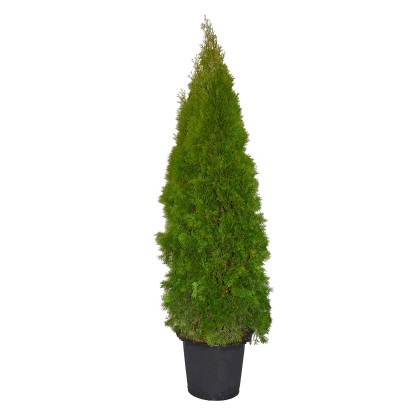 Tuja Szmaragd (Thuja occidentalis Smaragd) wys. 200 cm don. 35L