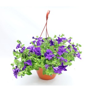 Wisząca petunia z fioletowymi kwiatami w doniczce, roślina kwitnąca na balkon i do ogrodu.
