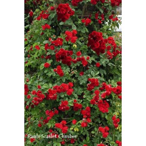 Bujna, czerwona róża wielokwiatowa pnąca się po ścianie.