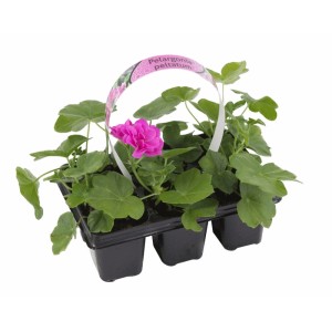 Kwitnąca roślina t.b.t. z różowymi kwiatami i zielonymi liśćmi w doniczce.