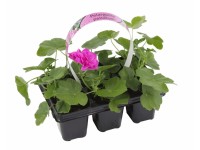 Pelargonia rabatowa w odmianach (Pelargonium zonale) 6-pak