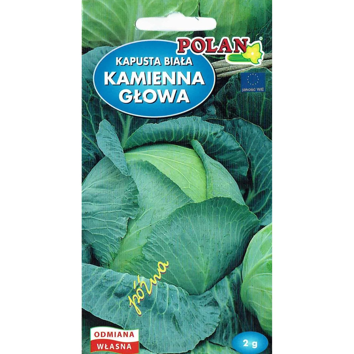 Kapusta Kamienna Głowa biała 2 g