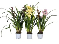 Cymbidium 3 pędy mix 12cm
